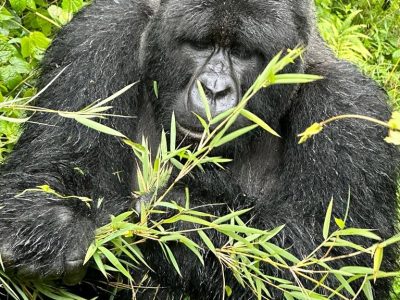 Mountain Gorilla Trekking in Bwindi