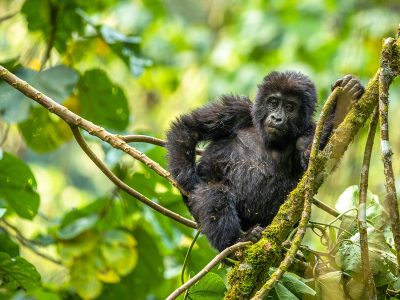 Gorilla-Infant-Bwindi Bwindi Impenetrable National Park